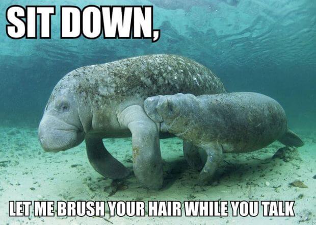 calming manatee 2 (1)