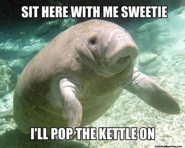 calming manatee 3 (1)