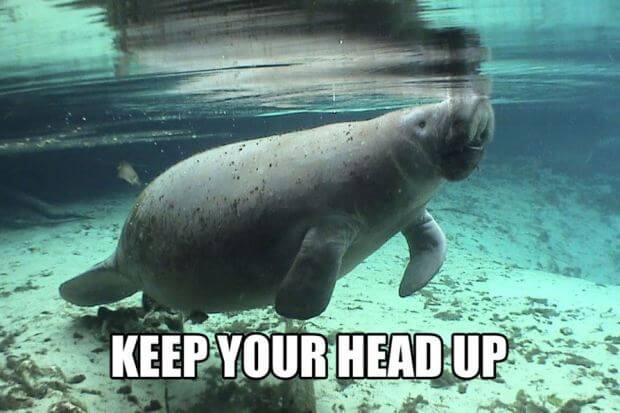 calming manatee 4 (1)