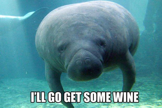 calming manatee 5 (1)