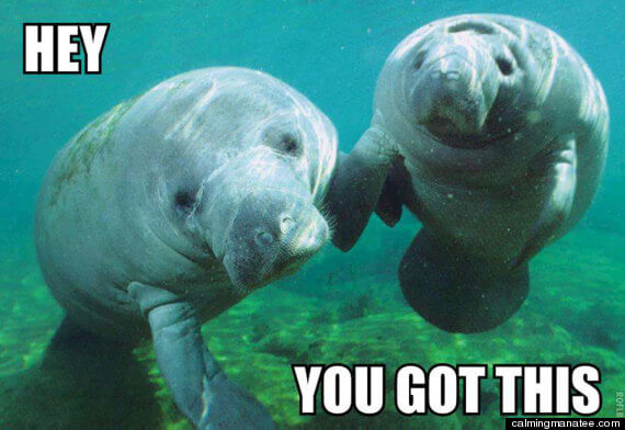 calming manatee 8 (1)