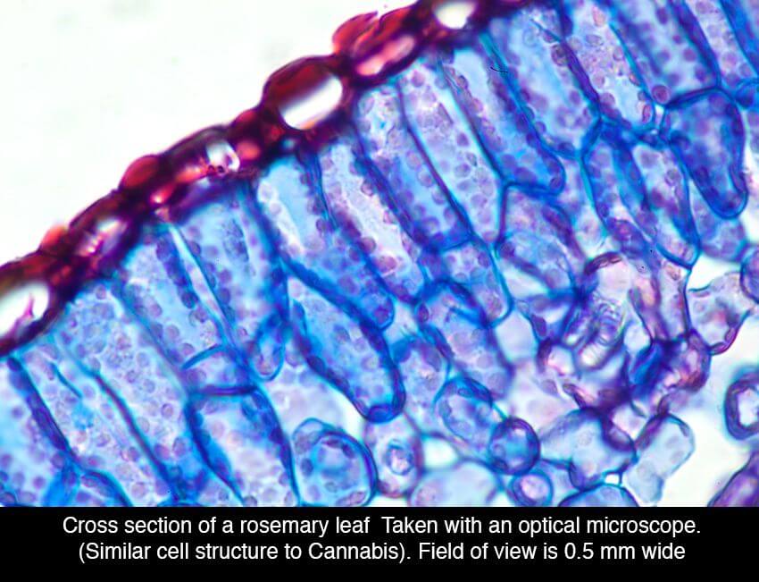 MJ under microscope 11 (1)