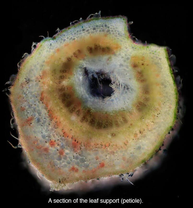 cannabis microscope photos 14 (1)