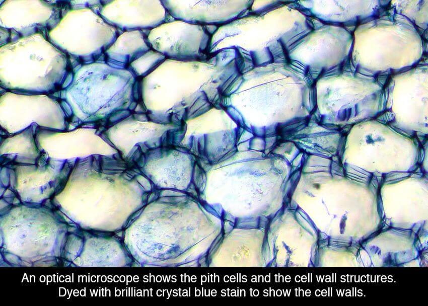 cannabis microscope photos 15 (1)