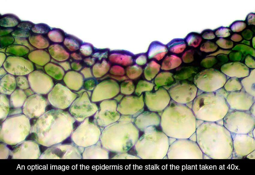 cannabis microscope photos 16 (1)