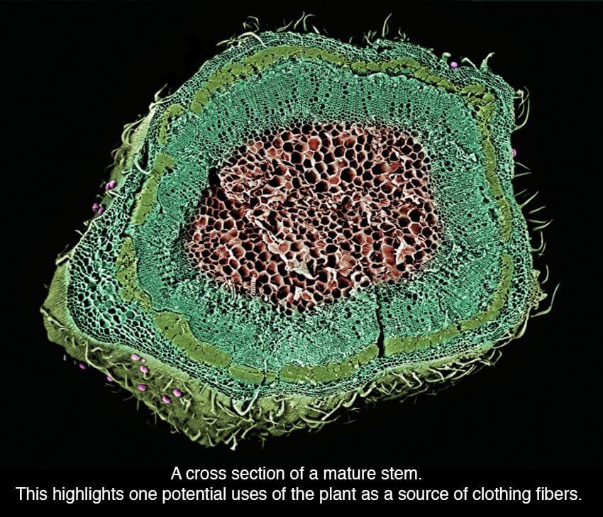 cannabis microscope photos 18 (1)