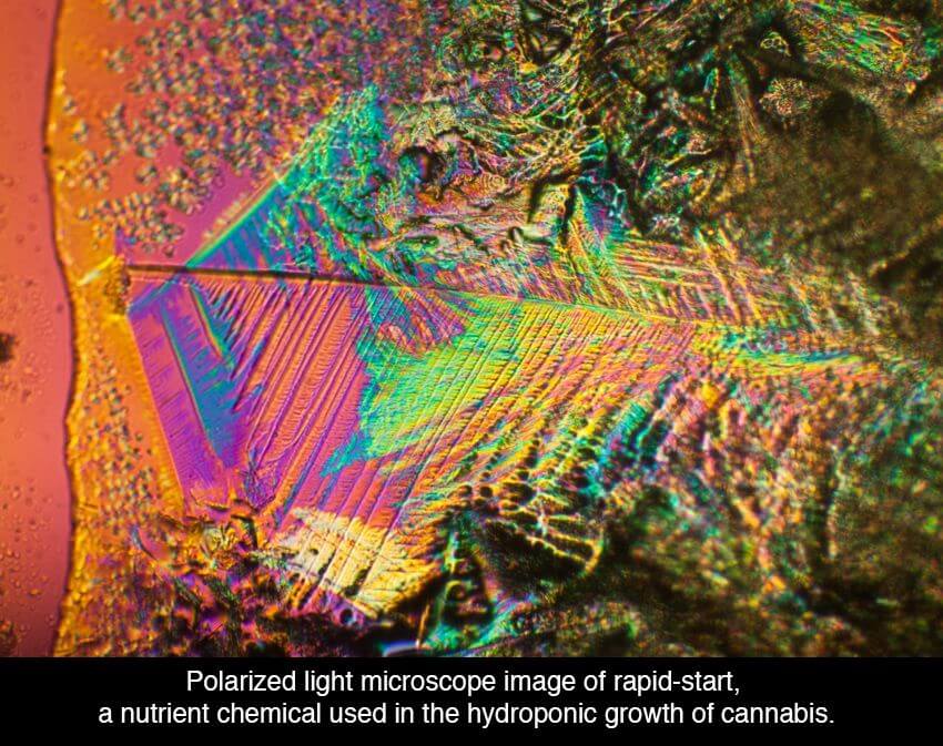 cannabis under microscope 19 (1)