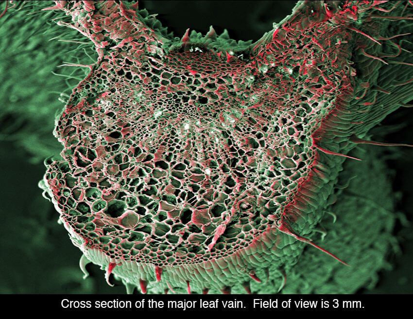 cannabis under microscope 2 (1)