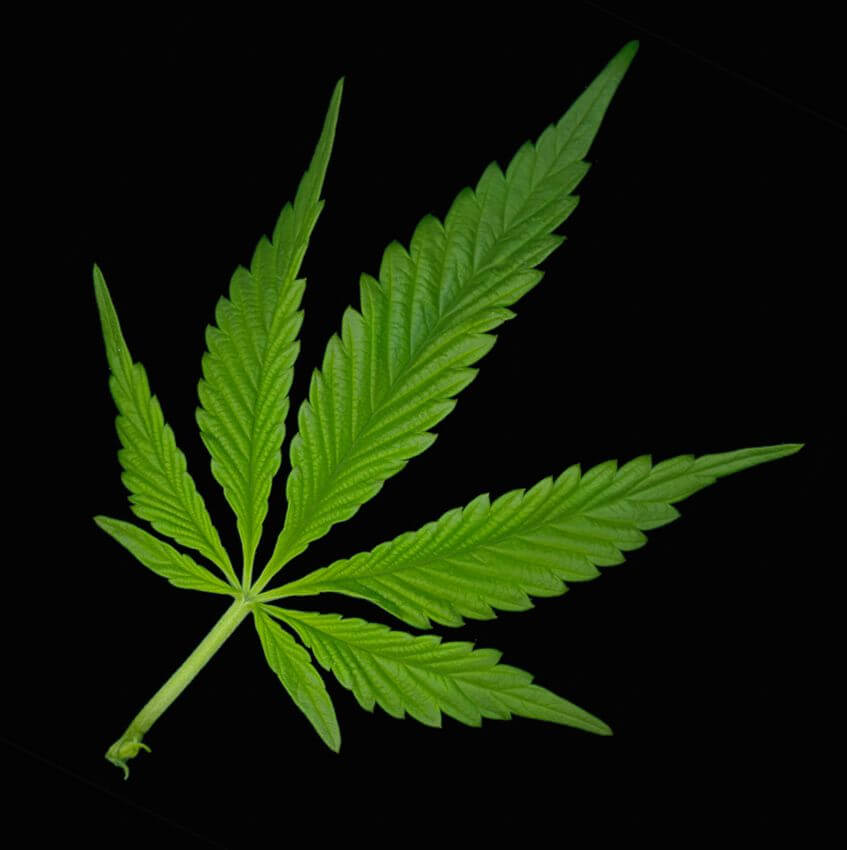 cannabis under microscope 20 (1)