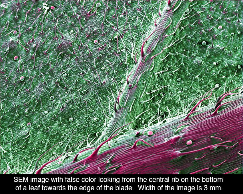 cannabis under microscope 3 (1)