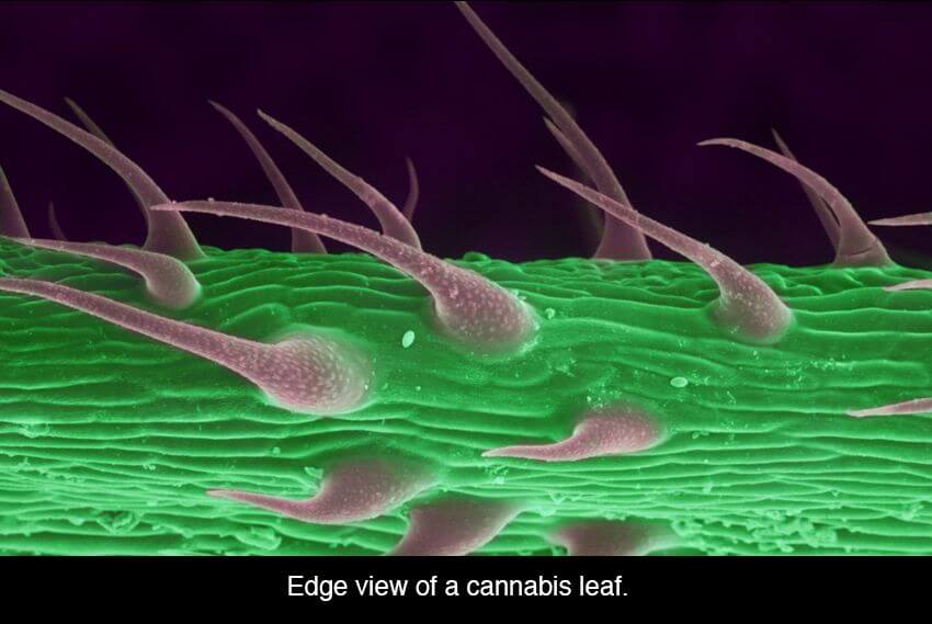 Marijuana under microscope 7 (1)