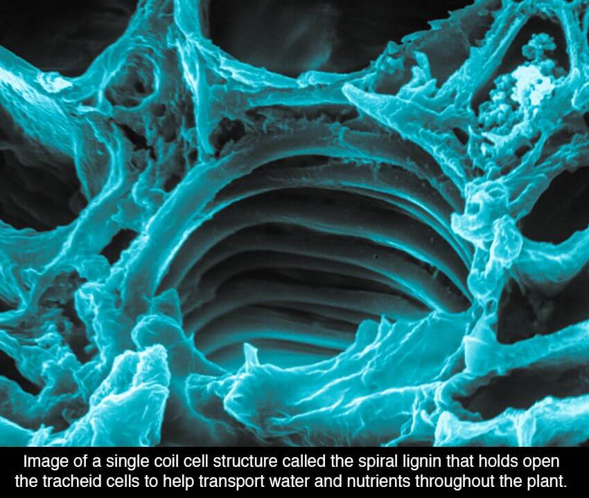 Marijuana under microscope 8 (1)