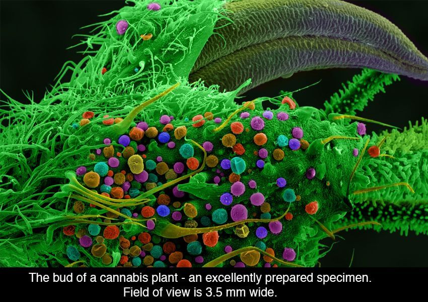 Marijuana under microscope 9 (1)