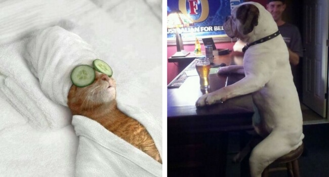 22 Animals Doing Human Things That You Can't Even Imagine