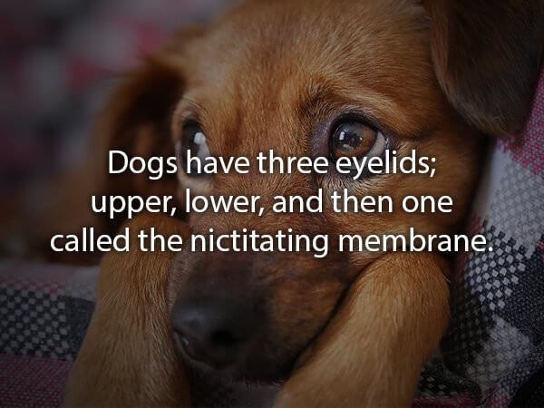 what are three interesting facts about dogs