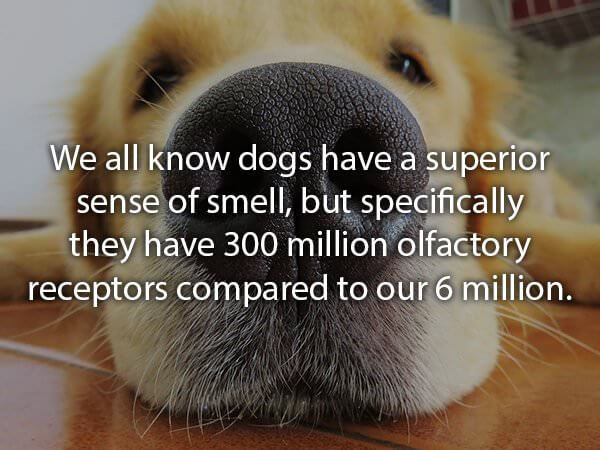 cool facts about golden retrievers and other dogs 17 (1)
