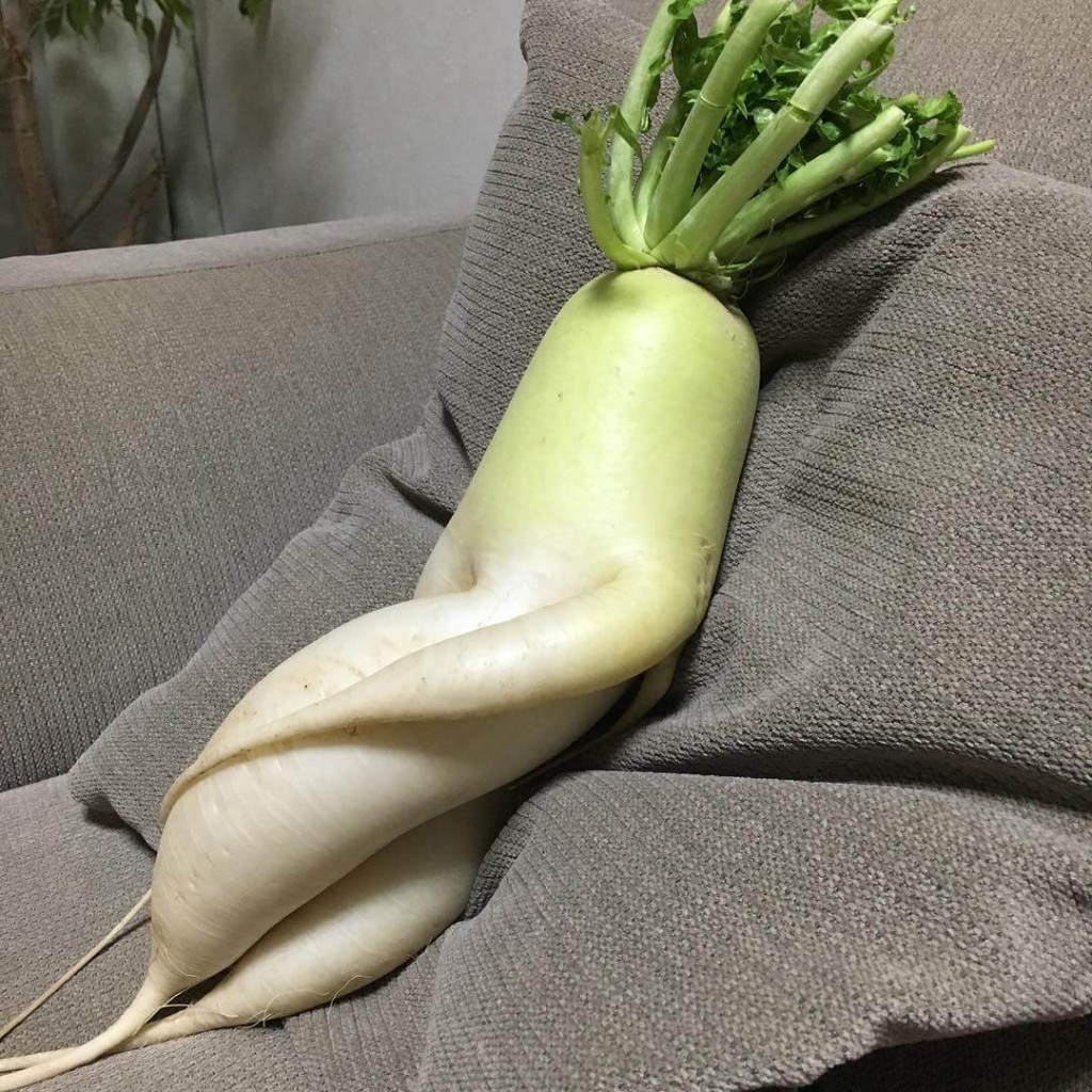 Japanese Sexy Daikon Radish is a Professional Cuddler and He's Here For You