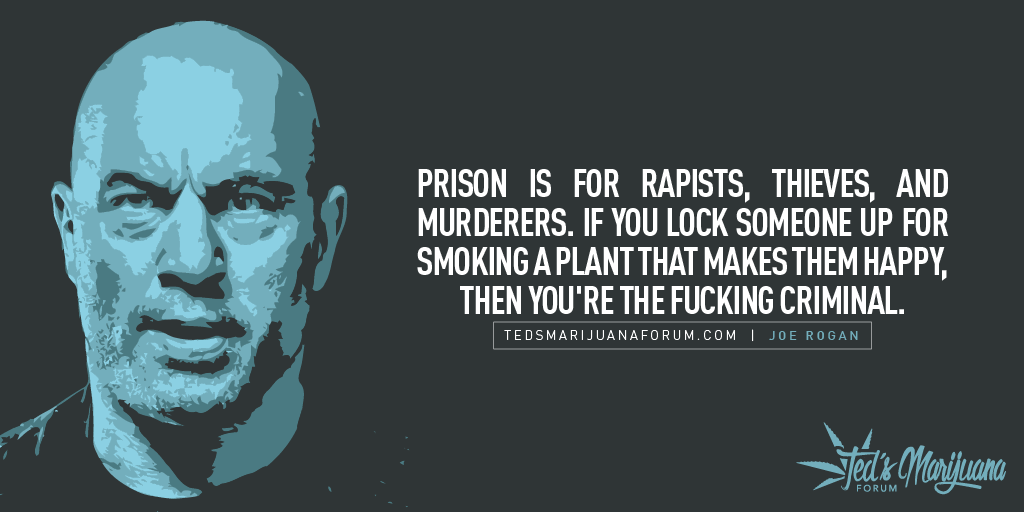 joe rogan quotes 3 (1)