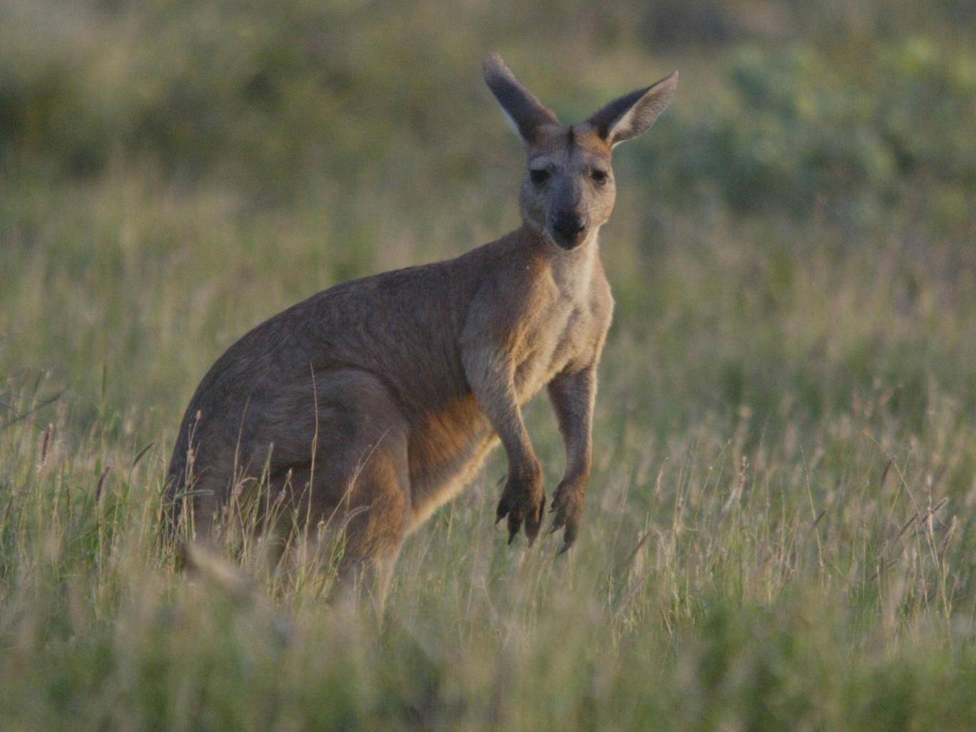 kangaroo australia population 1 (1)