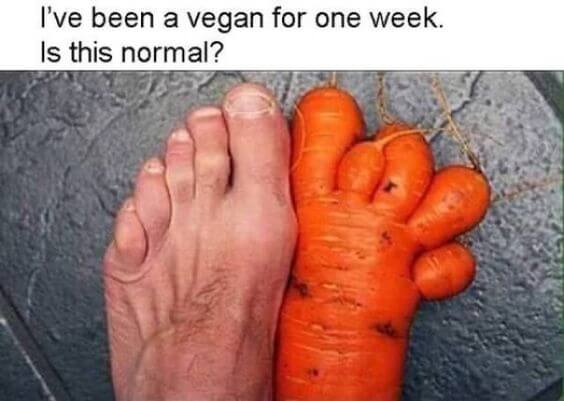  funny vegan memes 9 (1)