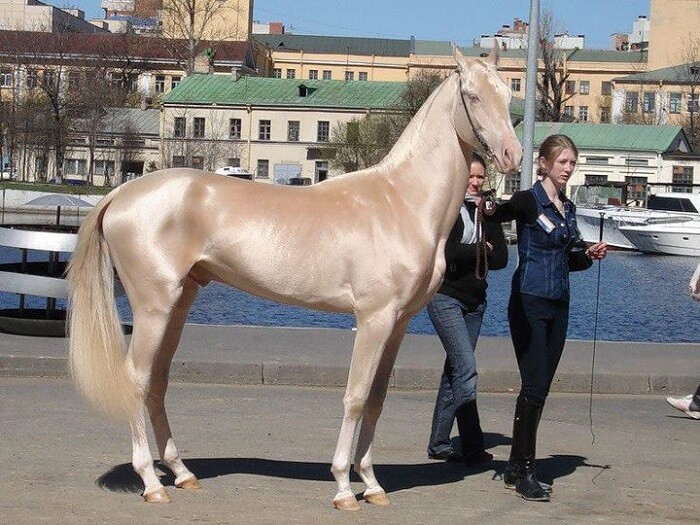 rarest horse breed 1 (1)