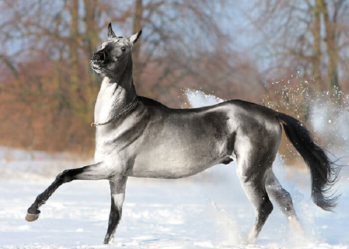 Rarest Horse Color In The World