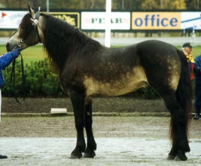 rarest horse breed 11 (1)