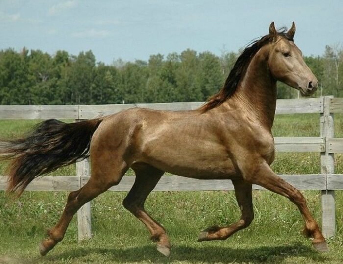 rarest horse breed 12 (1)