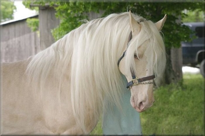 rarest horse breed 13 (1)