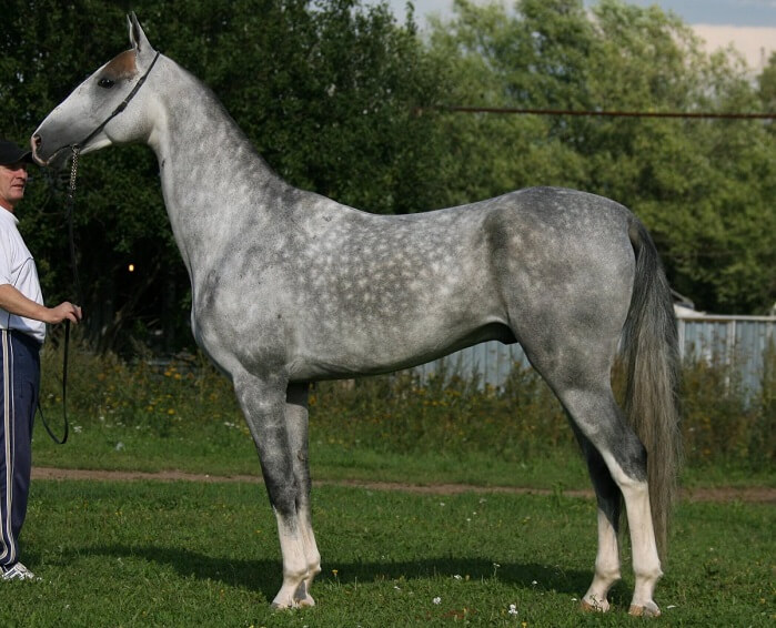 rarest horse breed 14 (1)