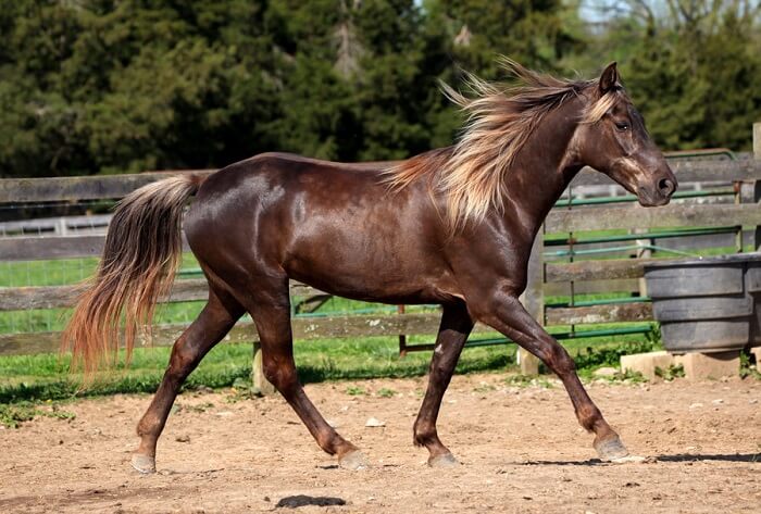 World Rarest Amp Most Beautiful Horse Breeds In The World Top 10 Rare ...