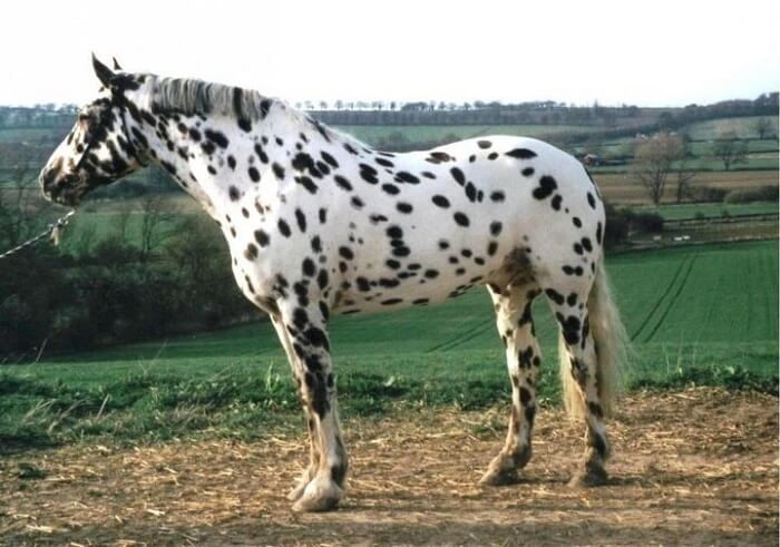 rarest horse breed 16 (1)