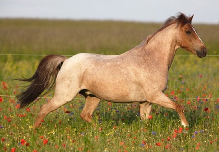 rarest horse breed 18 (1)