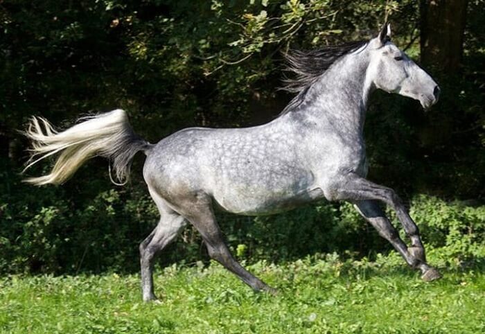 20 Of The Rarest And Most Beautiful Horse Breeds In The World