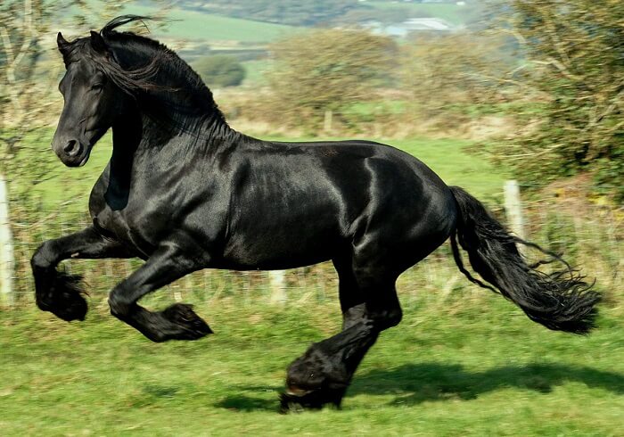 rarest horse breed 20 (1)
