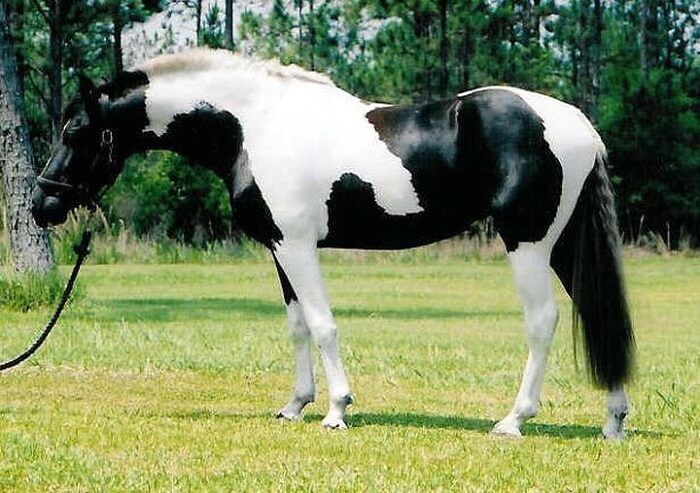 rarest horse breed 3 (1)