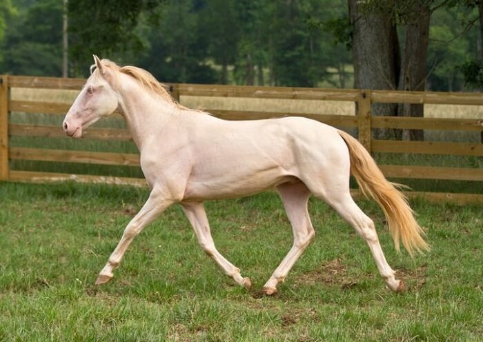 rarest horse breed 4 (1)