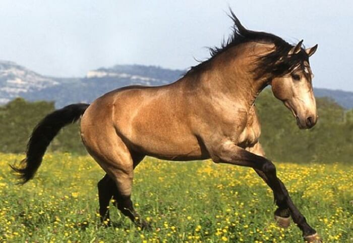 20 Of The Rarest And Most Beautiful Horse Breeds In The World