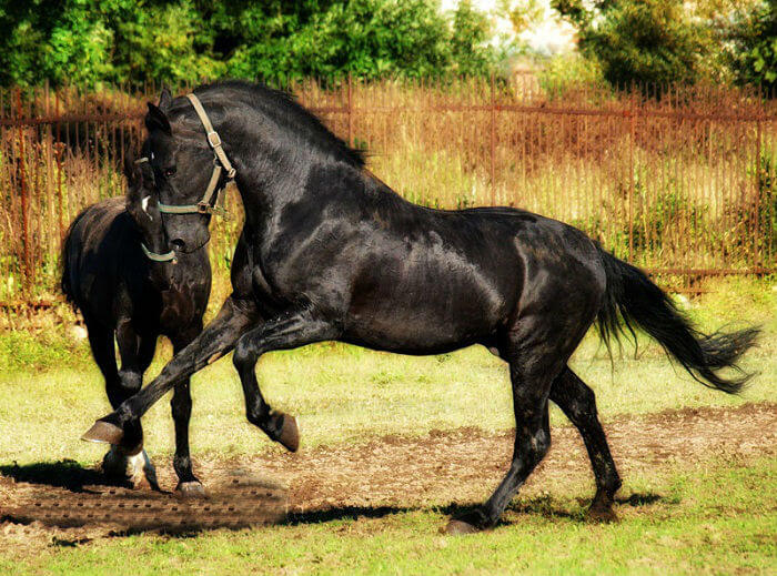 rarest horse breed 6 (1)