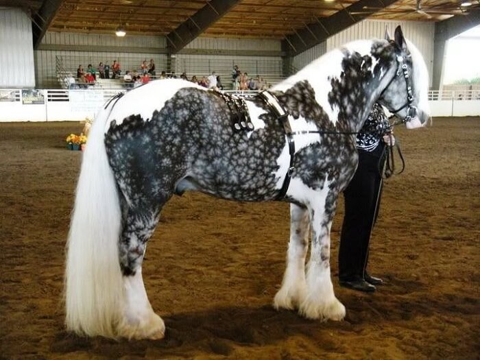 rarest horse breed 7 (1)