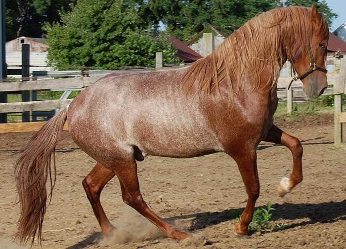 rarest horse breed 8 (1)