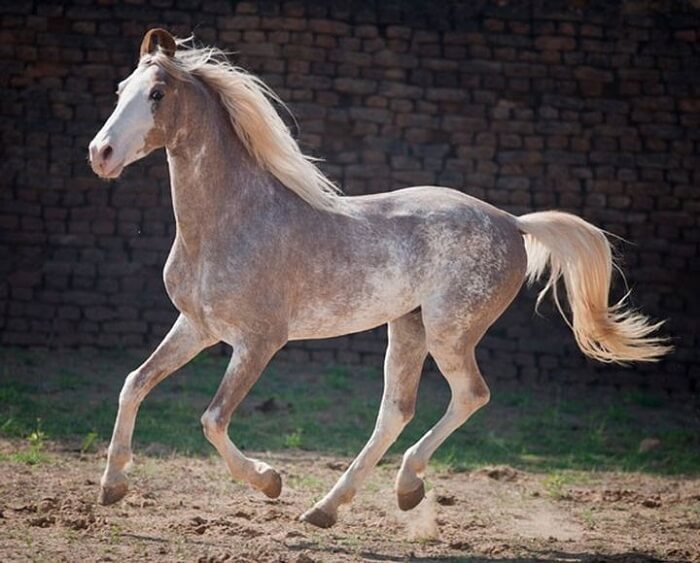 rarest horse breed 9 (1)