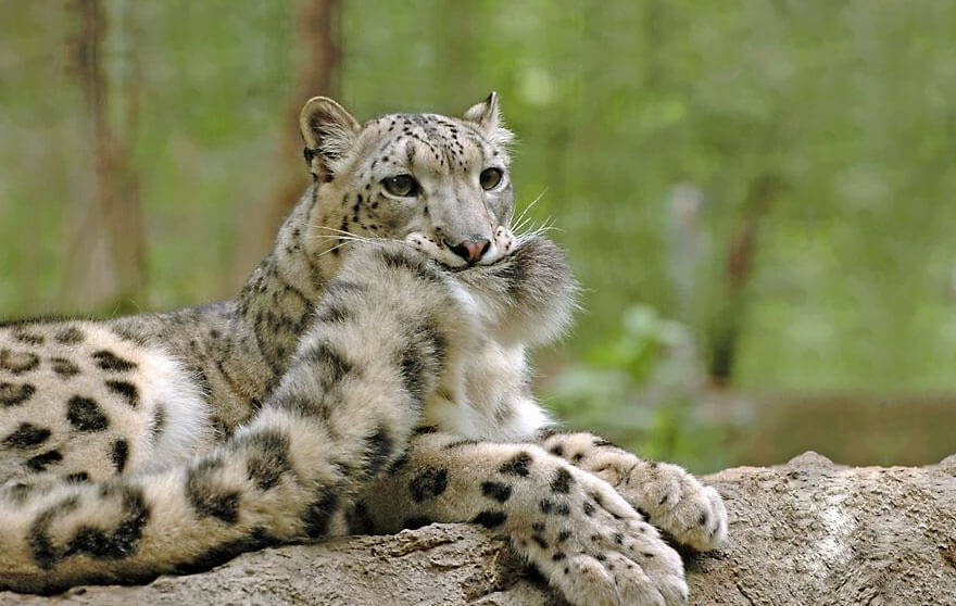 why do snow leopards bite their tails 1 (1)