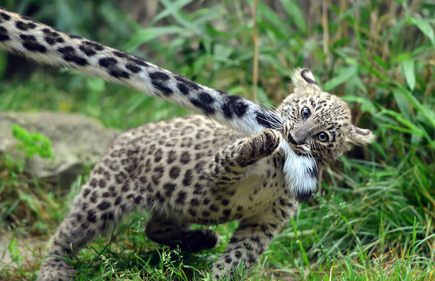 why do snow leopards bite their tails 11 (1)