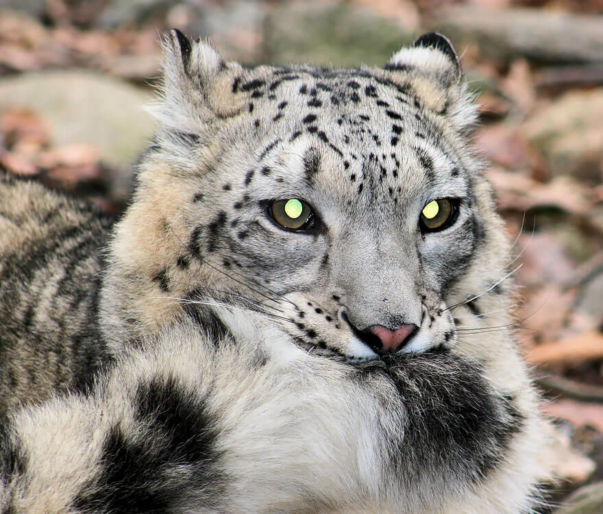 why do snow leopards bite their tails 12 (1)