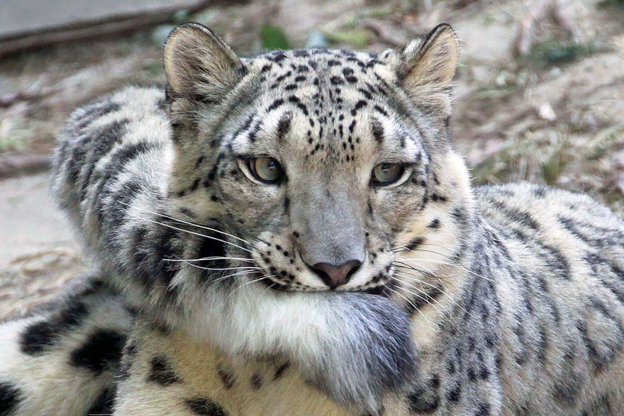 why do snow leopards bite their tails 2 (1)