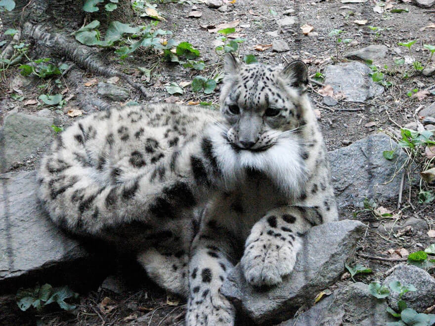 why do snow leopards bite their tails 4 (1)