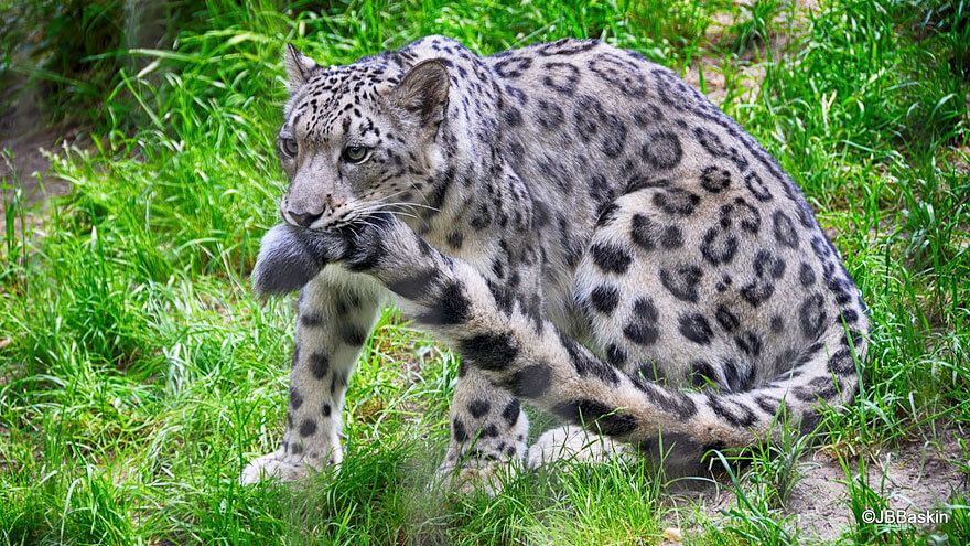 why do snow leopards bite their tails 5 (1)