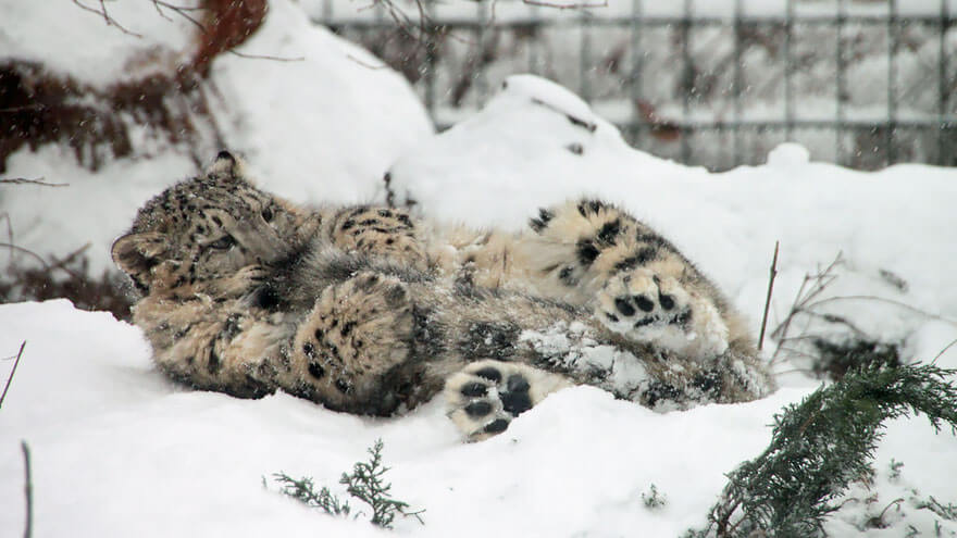 why do snow leopards bite their tails 6 (1)