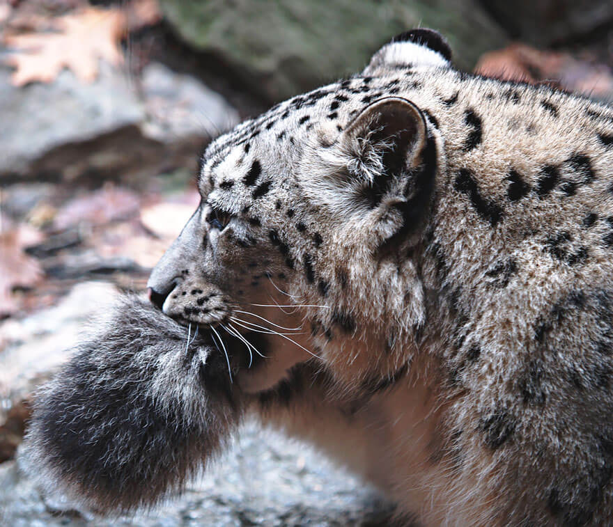 why do snow leopards bite their tails 7 (1)